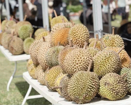 Ayo Ramai-ramai ke Solok Selatan, Ada Festival Durian di&nbsp;Sana