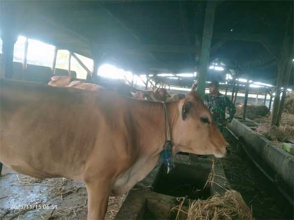 Babinsa Dikerahkan Pantau Penyakit PMK di&nbsp;Lamongan